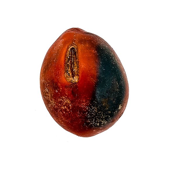 Fava Tento Exu Semente Ritualistica