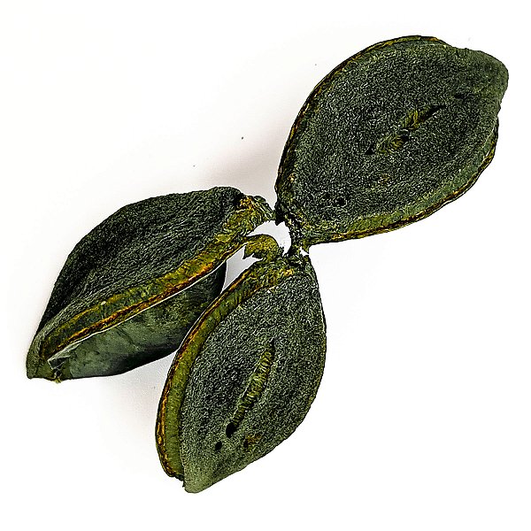 Fava Flor Estrela Verde Semente Ritualistica