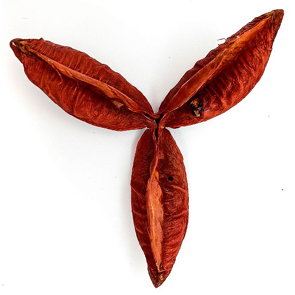 Fava Flor Estrela Vermelha Semente Ritualistica