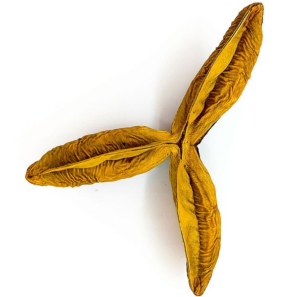 Fava Flor da Fortuna Estrela Amarela Semente Ritualística
