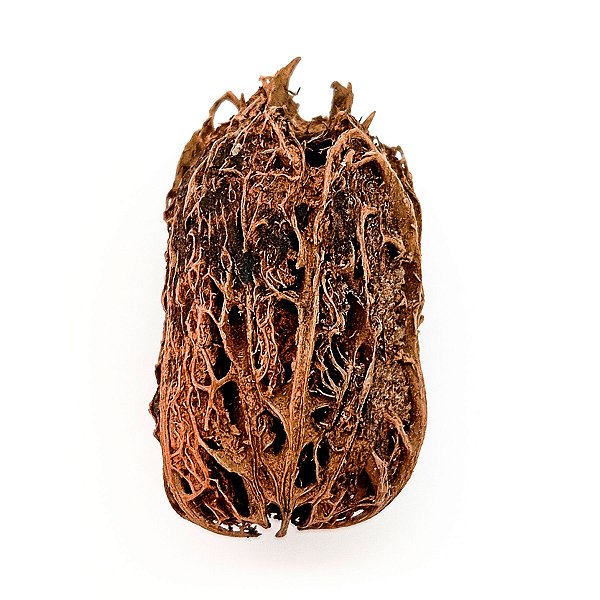 Fava Exu Semente Ritualistica