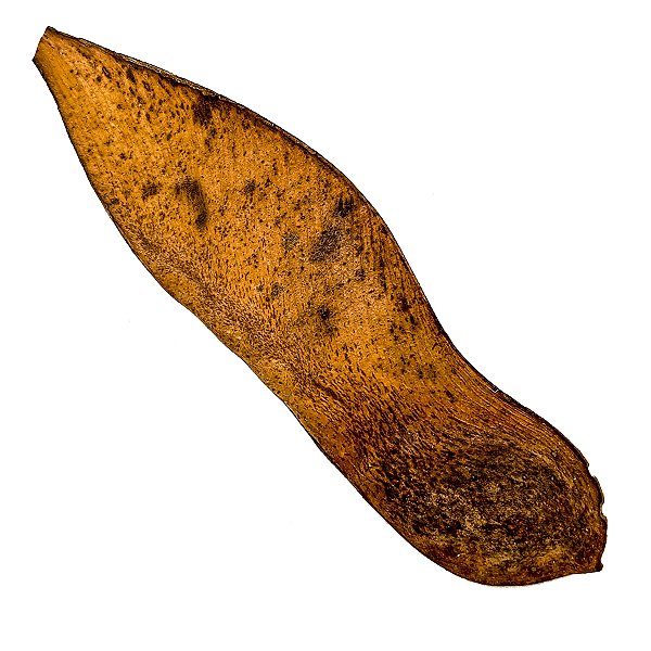 Fava Tempo Semente Ritualistica