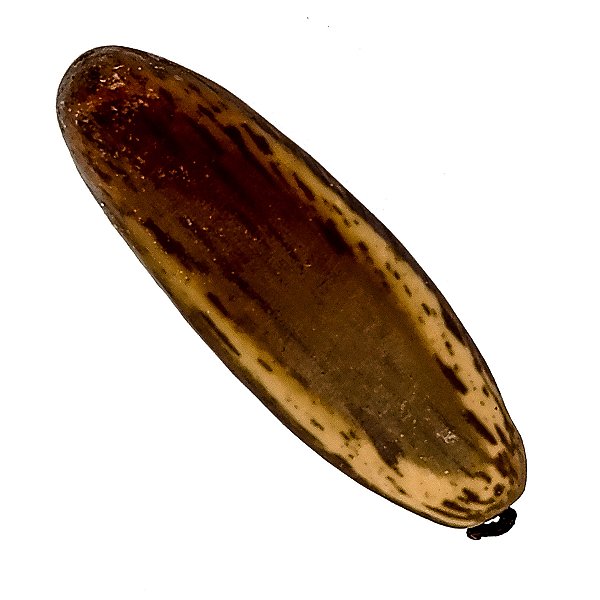 Fava Oxumare Semente Ritualistica