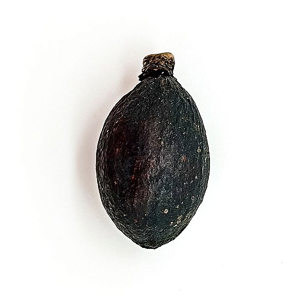 Fava Omolu Obaluae Semente Ritualistica