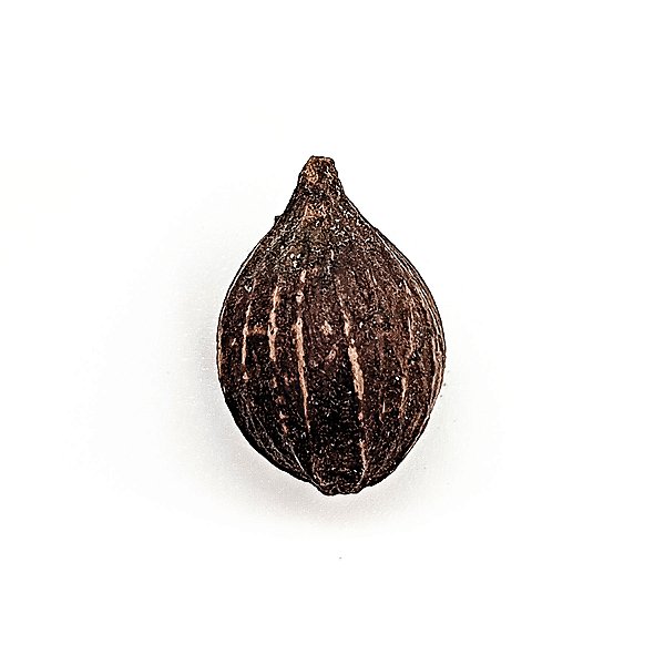 Fava da Alegria Erê Semente Ritualistica