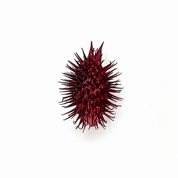 Fava Comigo Ninguem Pode Semente Ritualistica