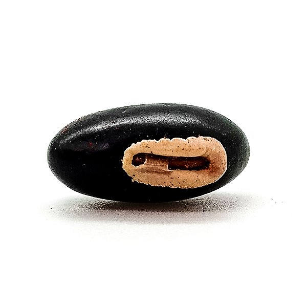 Fava Preto Velho Semente Ritualistica