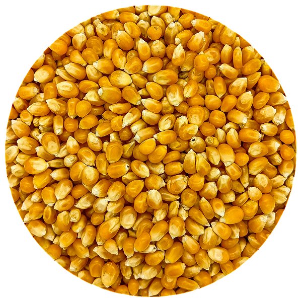 Grão Milho De Pipoca Amarelo 500G A Granel