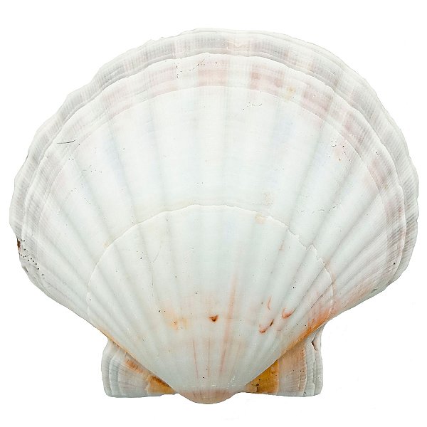 Concha Shell Marinha Fundo Branco Natural do Mar