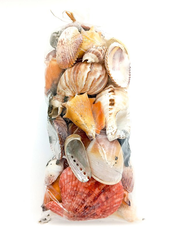 Saco Pacote Grande De Conchas Mix Diversos Tipos E Tamanhos