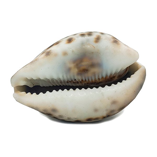 Búzio Africano Grande Adjé Médio Unidade