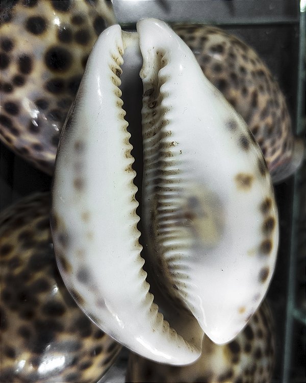 Búzio Africano Grande Adjé Médio Unidade