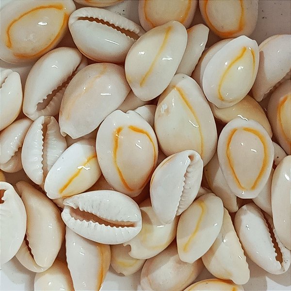Búzio Pombo Terra Fechado Pacote C/ 100g Búzios Natural