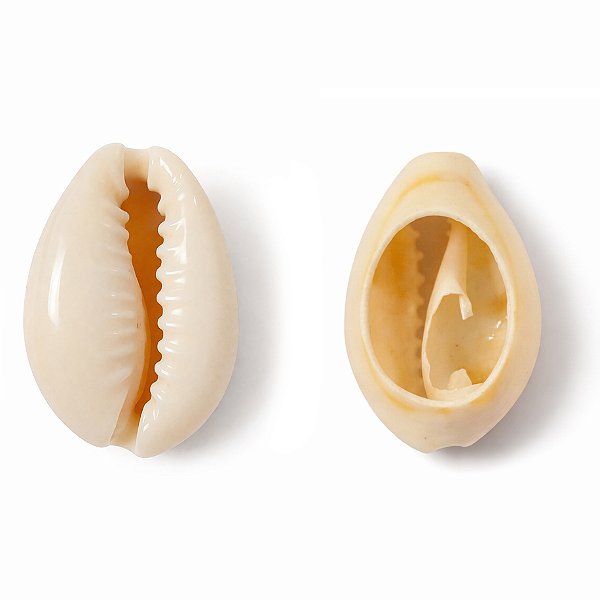 Búzio Pombo Terra Aberto 1UN Búzios Natural