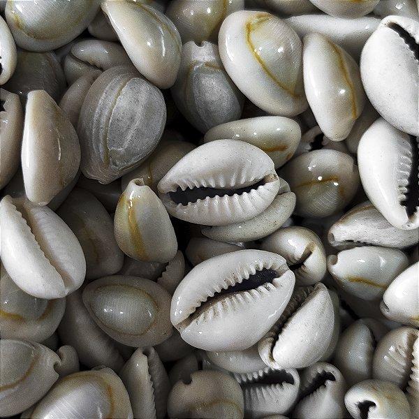 Búzio Pombo Verniz Unidade