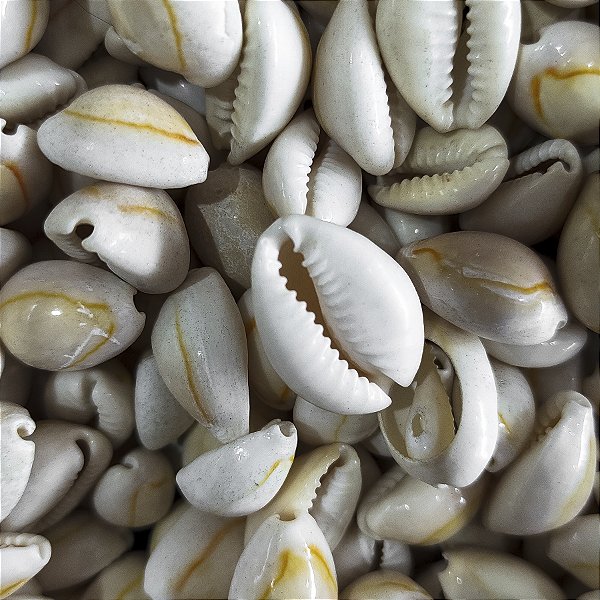 Búzio Pombo Cozido Unidade