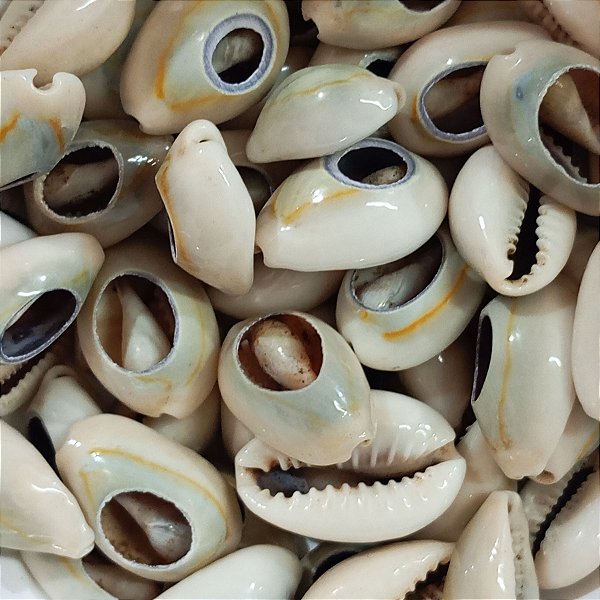 Búzio Olho de Pombo Aberto Pacote C/ 100g Búzios Escuro Natural