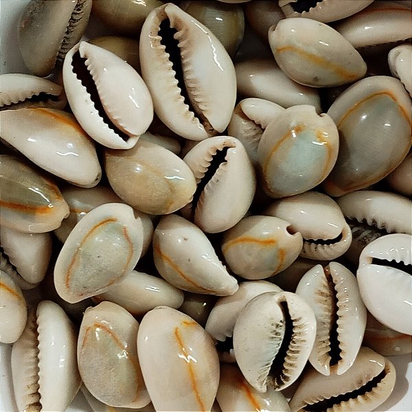 Búzio Olho de Pombo Fechado Pacote C/ 100g Búzios Escuro Natural