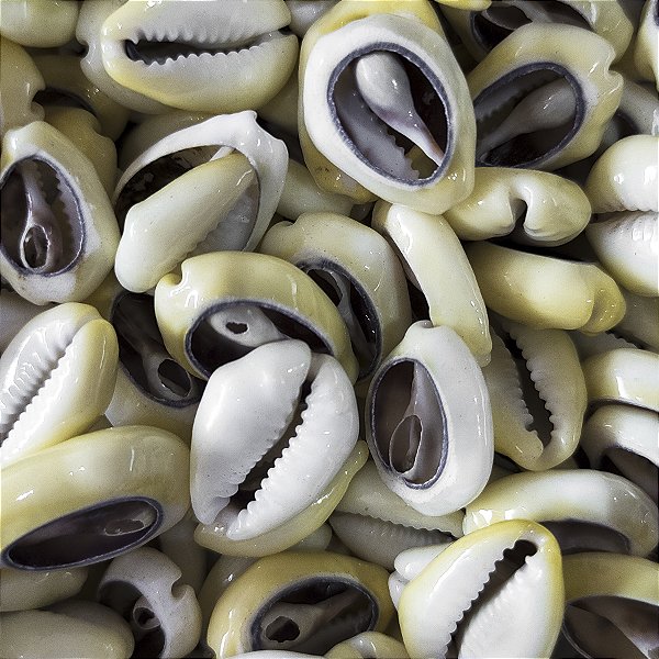 Búzio Pombo Branco Aberto Unidade