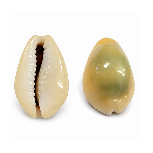 Búzio Gema Pequeno Fechado 1UN Búzios Natural