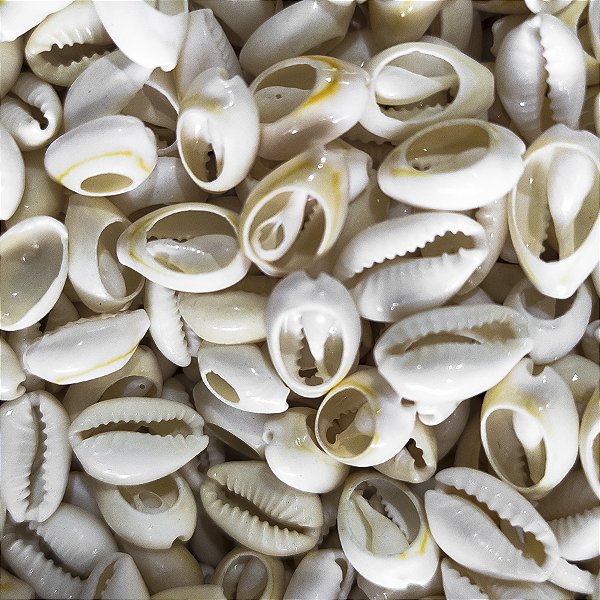 Búzio Pombo Cozido Pequeno Unidade