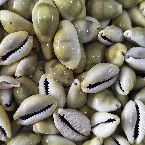 Búzio Gema Grande Fechado Unidade