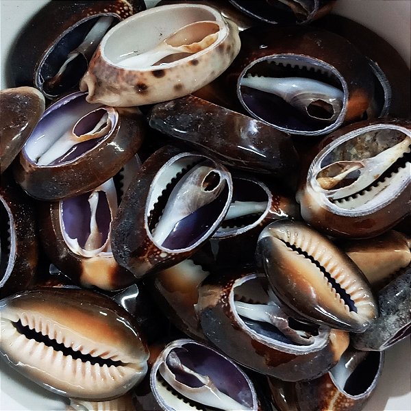 Búzio Africano Aberto Pacote C/ 100g Búzios Marrom Natural