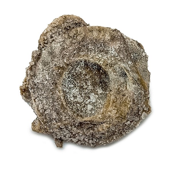 Fava Olho De Lobo Semente Ritualistica 1Un