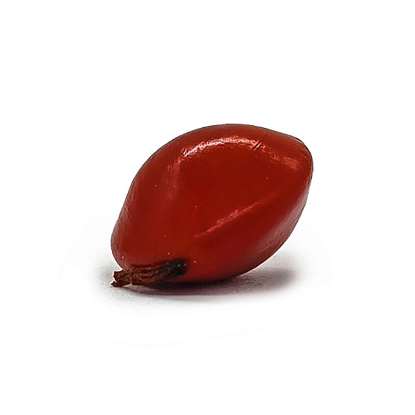 Fava Da Sorte Pombogira Semente Ritualistica 1Un