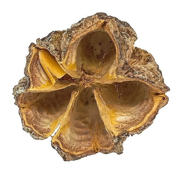Fava Ossaim Casca Semente Ritualistica 1Un