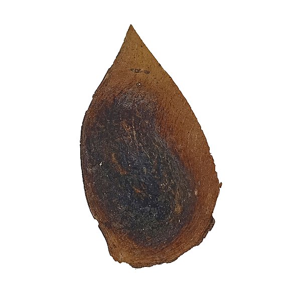 Fava da Fortuna Prosperidade Dinheiro Semente Ritualistica