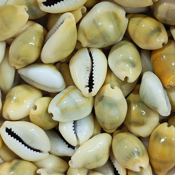 Búzio Gema Fechado Pacote C/ 100g Búzios Natural