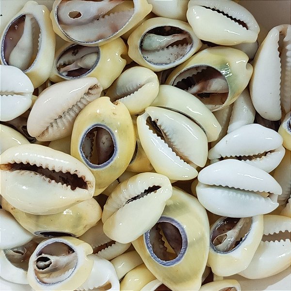 Búzio Gema Aberto Pacote C/ 100g Búzios Natural