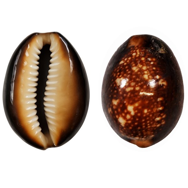 Búzio Africano Fechado 1UN Búzios Marrom Natural