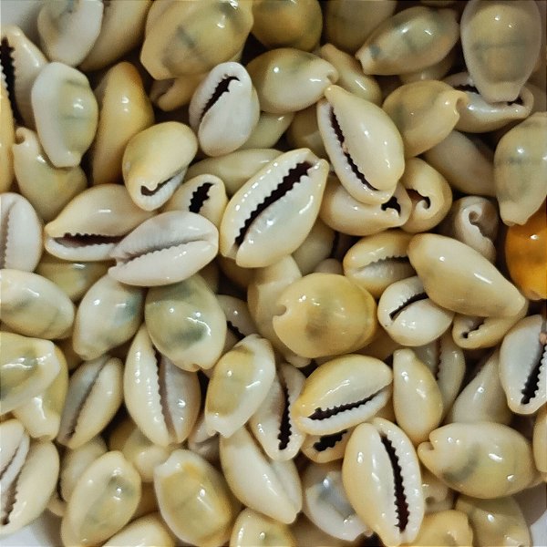 Búzio Gema Pequeno Fechado Pacote C/ 100g Búzios Natural