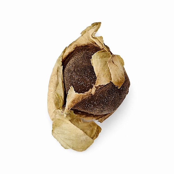 Fava Chama Dinheiro Semente Prosperidade Ritualística 1Un