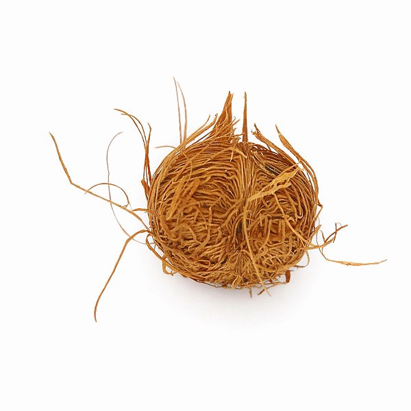 Fava Coquinho Saúde Semente Ritualística