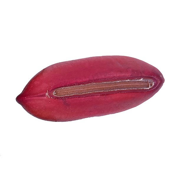 Fava Logun Ede Semente Rosa Ritualística