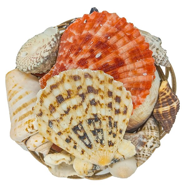 Balaio Pequeno de Conchas Mistas Naturais Shell Cesto