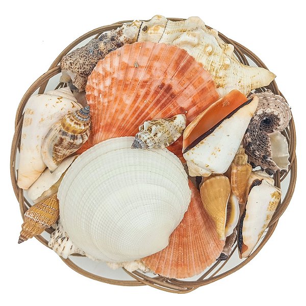 Balaio Médio de Conchas Mistas Naturais Shell Cesto