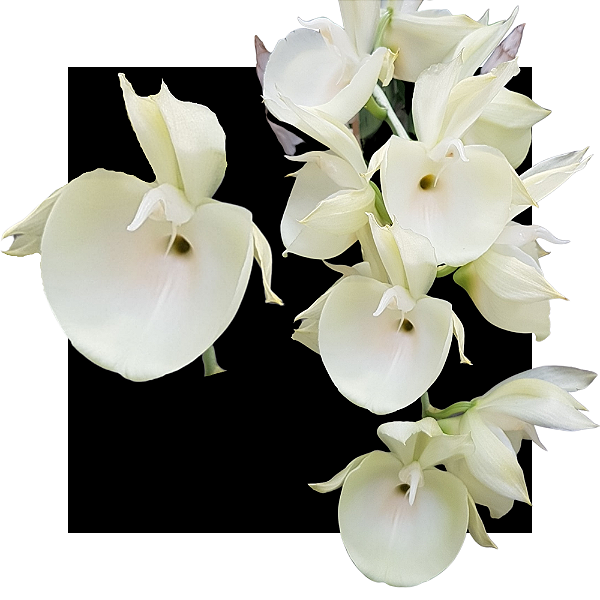 Catasetum Pileatum Albo