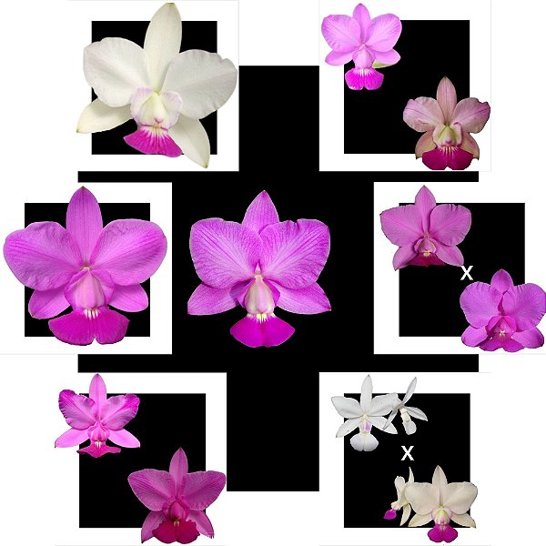 Kit de 7 Cattleya Walkeriana Selecionados Cod 01