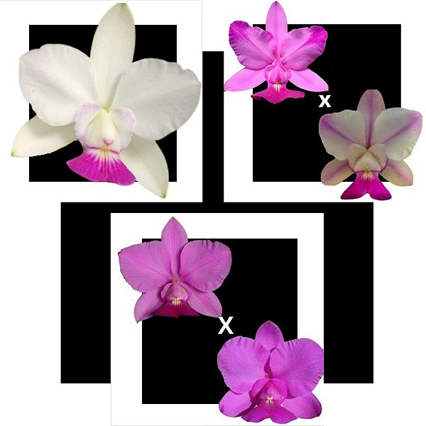 Kit de 3 Cattleya Walkeriana Selecionados Cod 03