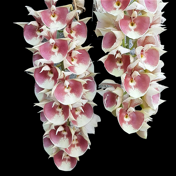 Orquídea Catasetum João Stivali