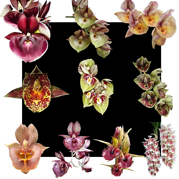 Kit De 10 Catasetum - Oferta Especial