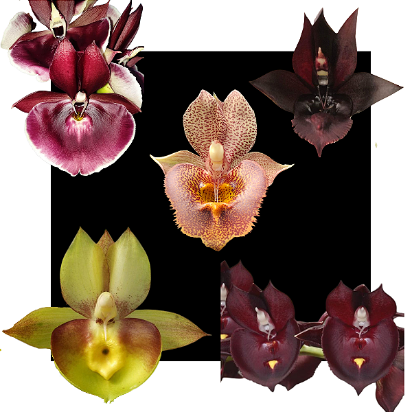 Kit De 5 Catasetum - Cod 2038
