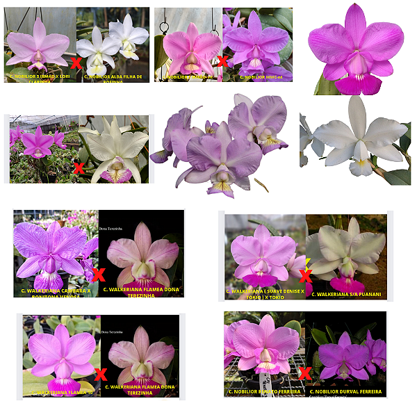 Kit 10 Orquideas Variadas Promoção Cod 01 - Selecionadas