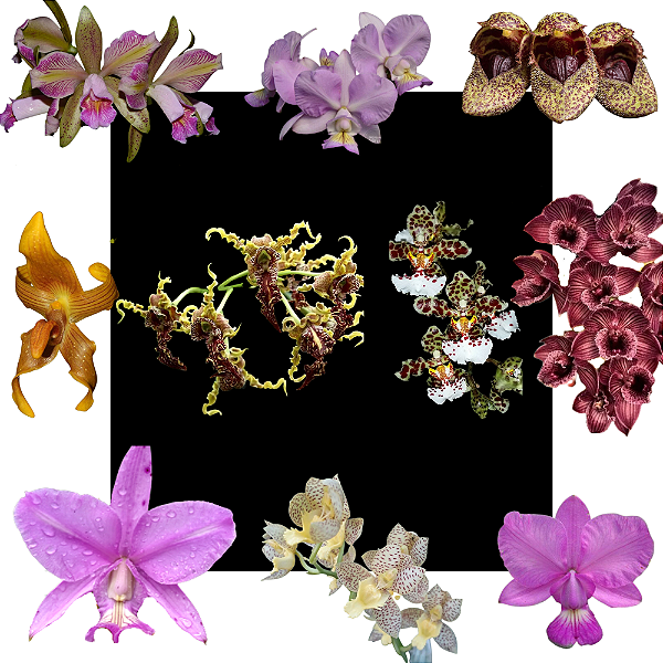 Kit 10 Cattleya E Orquidea Variadas - Ofertas Especial - 01
