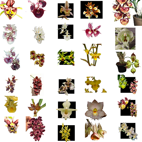 Orquidea Kit 10 Catasetum - Sem Identificação - Promoção