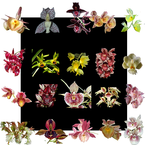 Kit De 20 Orquidea Catasetum Variados- Cod 2030
